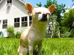 Resultado de imagen para ojos entrecerrados